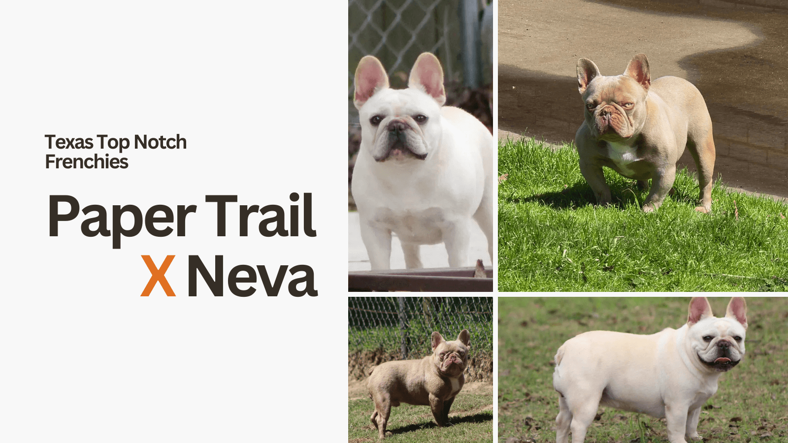 Paper Trail X Neva