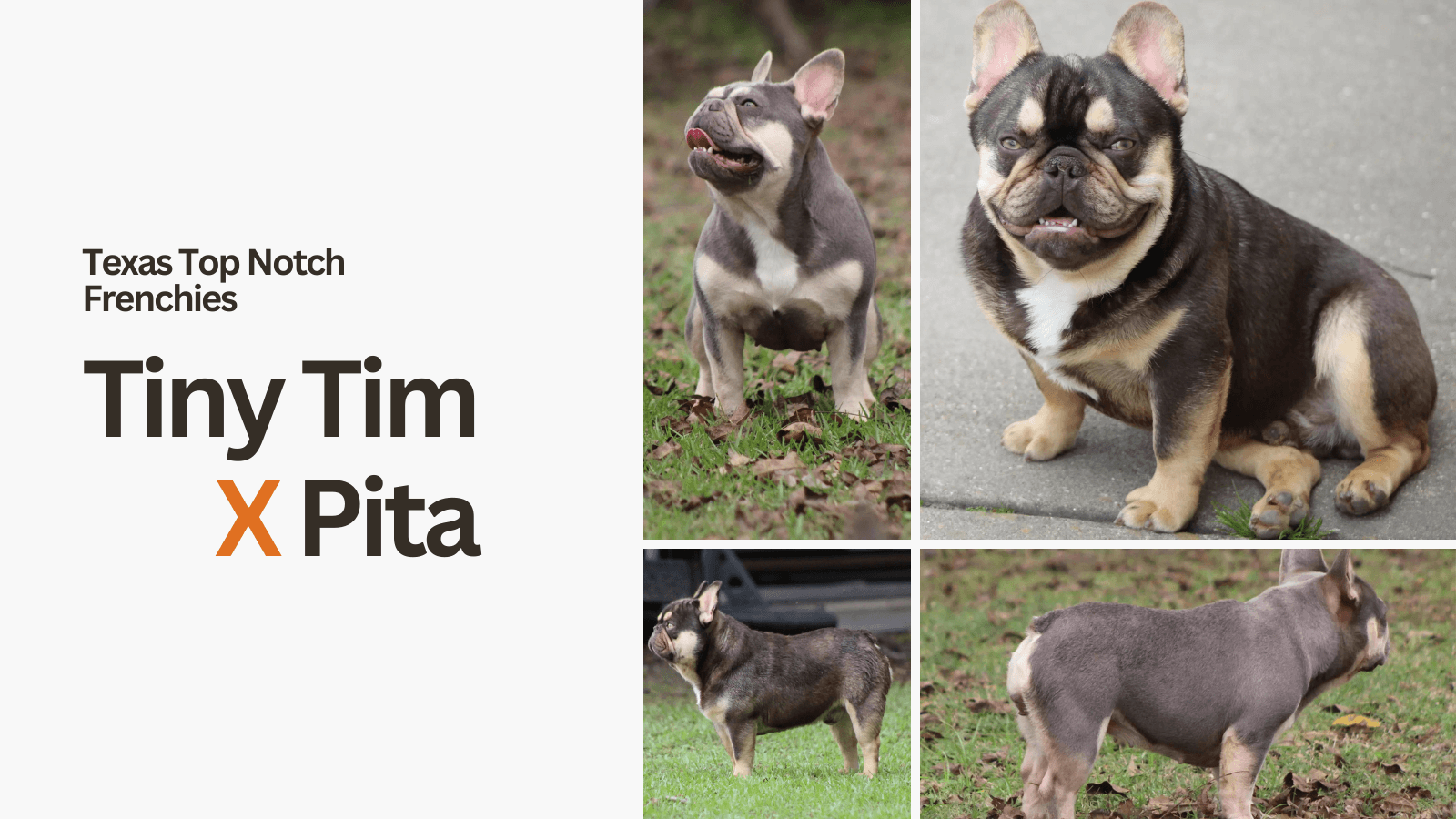 Tiny Tim X Pita